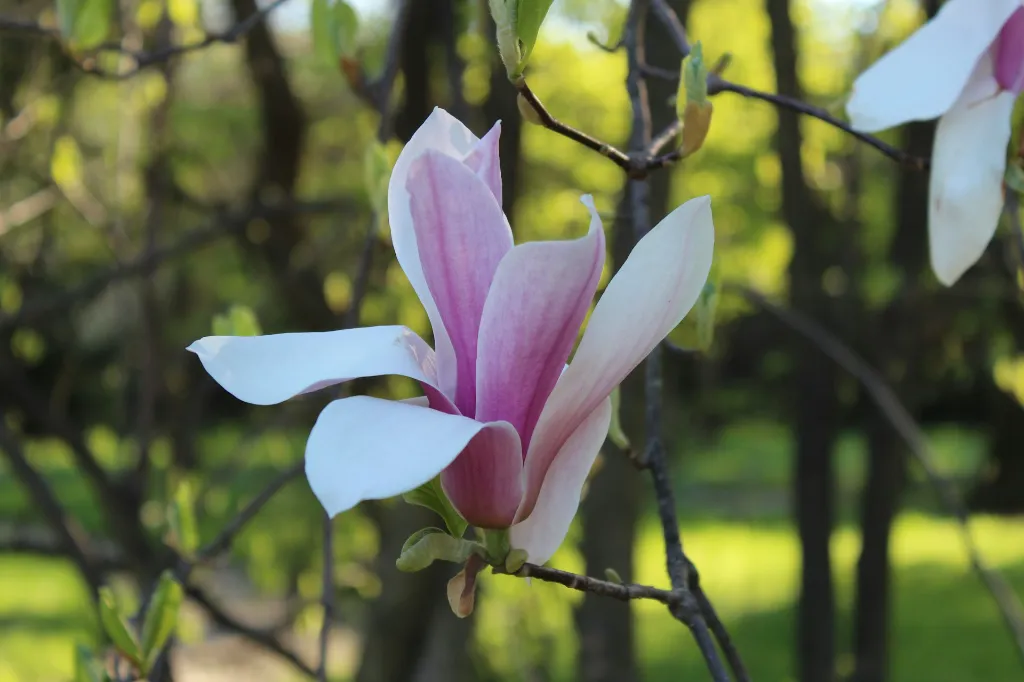unsplash_cc6jH1ILxkA_ann magnolia.jpg.webp