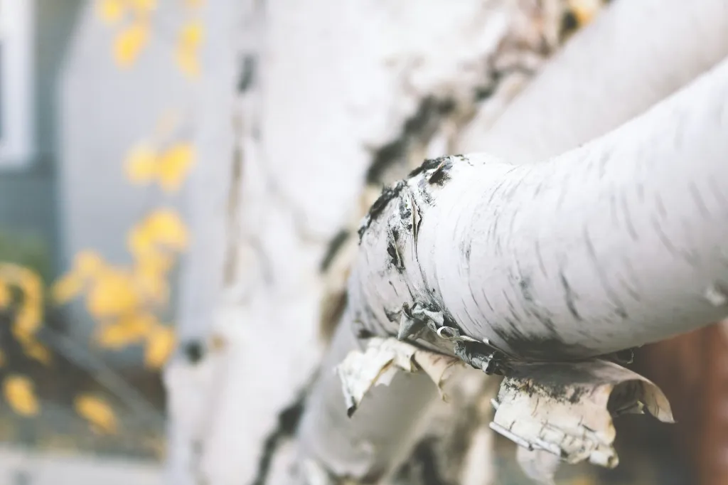 unsplash_9ibcYkU_rSk_paper birch.jpg.webp