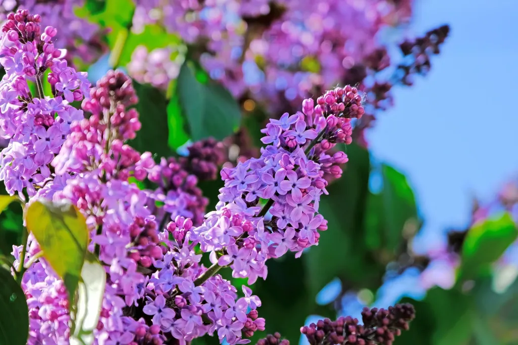 lilac-4334061_1920.webp