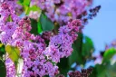 lilac-4334061_1920.webp