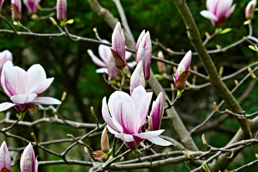 unsplash_wTcBtMyDNZg_ann magnolia.webp