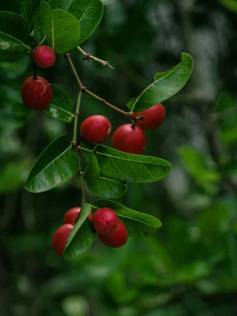 unsplash_R02jWLn1tqI_Myrobalan Cherry Plum.jpg.webp