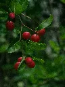 unsplash_R02jWLn1tqI_Myrobalan Cherry Plum.jpg.webp