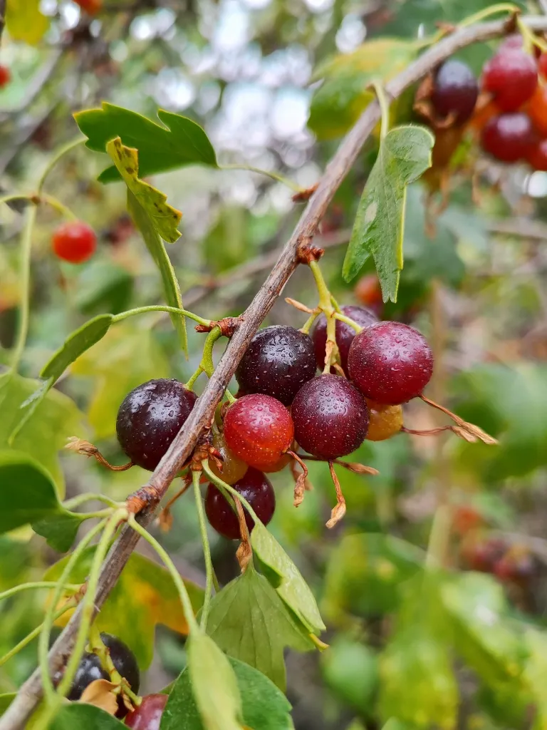 unsplash_kGON3-2Ssps_Myrobalan Cherry Plum.webp