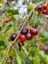 unsplash_kGON3-2Ssps_Myrobalan Cherry Plum.webp