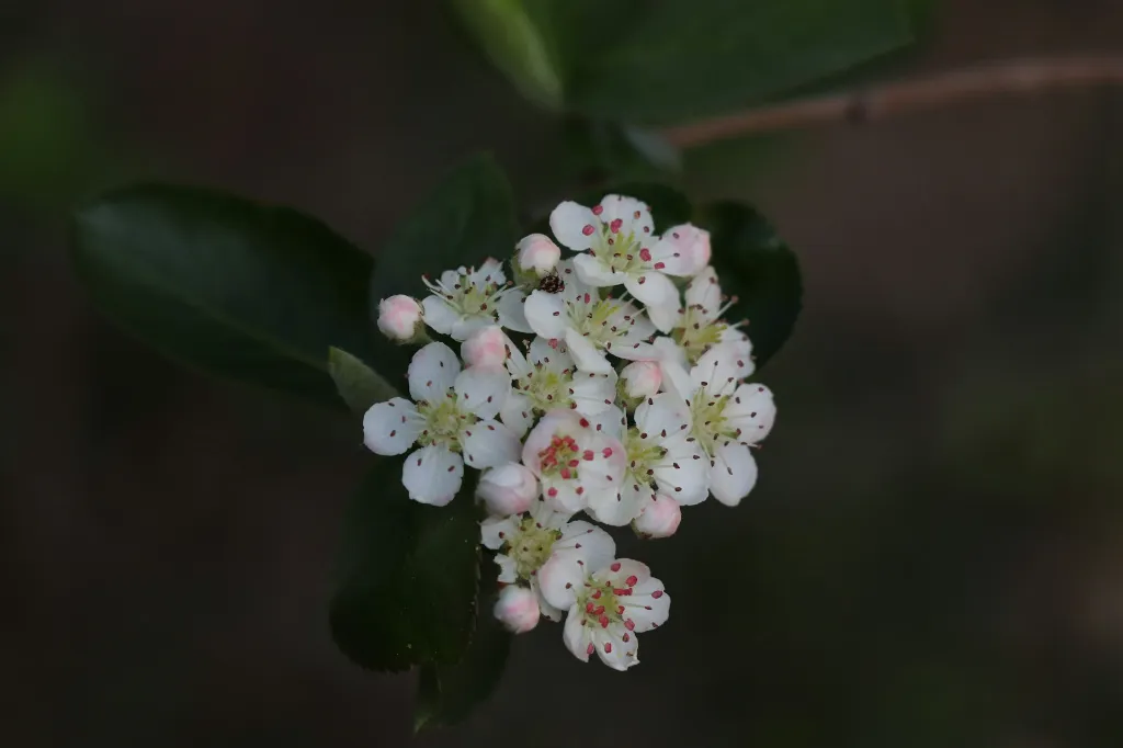 unsplash_swJqJCpk1bc_aronia.jpg.webp