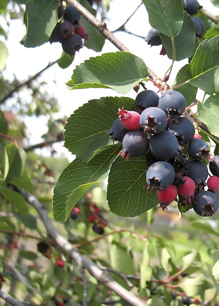 Serviceberry – Alleghany