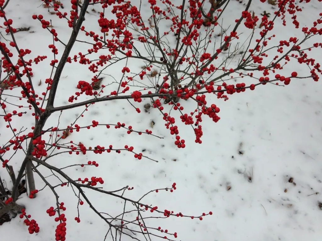 Winterberry (Ilex verticilata)