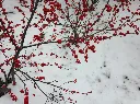 Winterberry (Ilex verticilata)