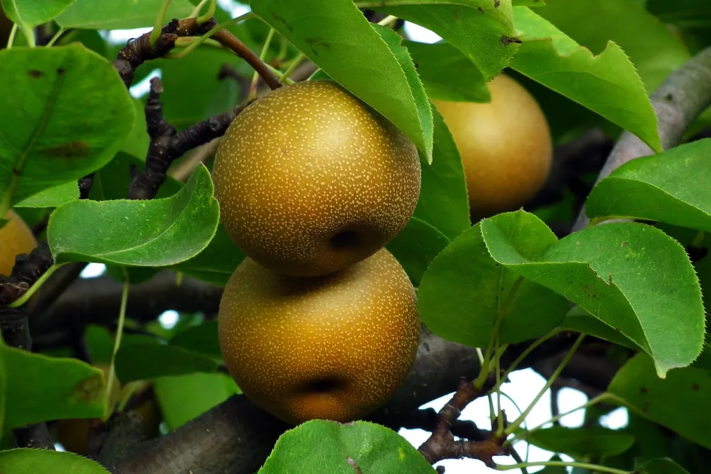 Olympic Asian Pear