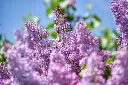 Common Purple Lilac (Syringa vulgaris)