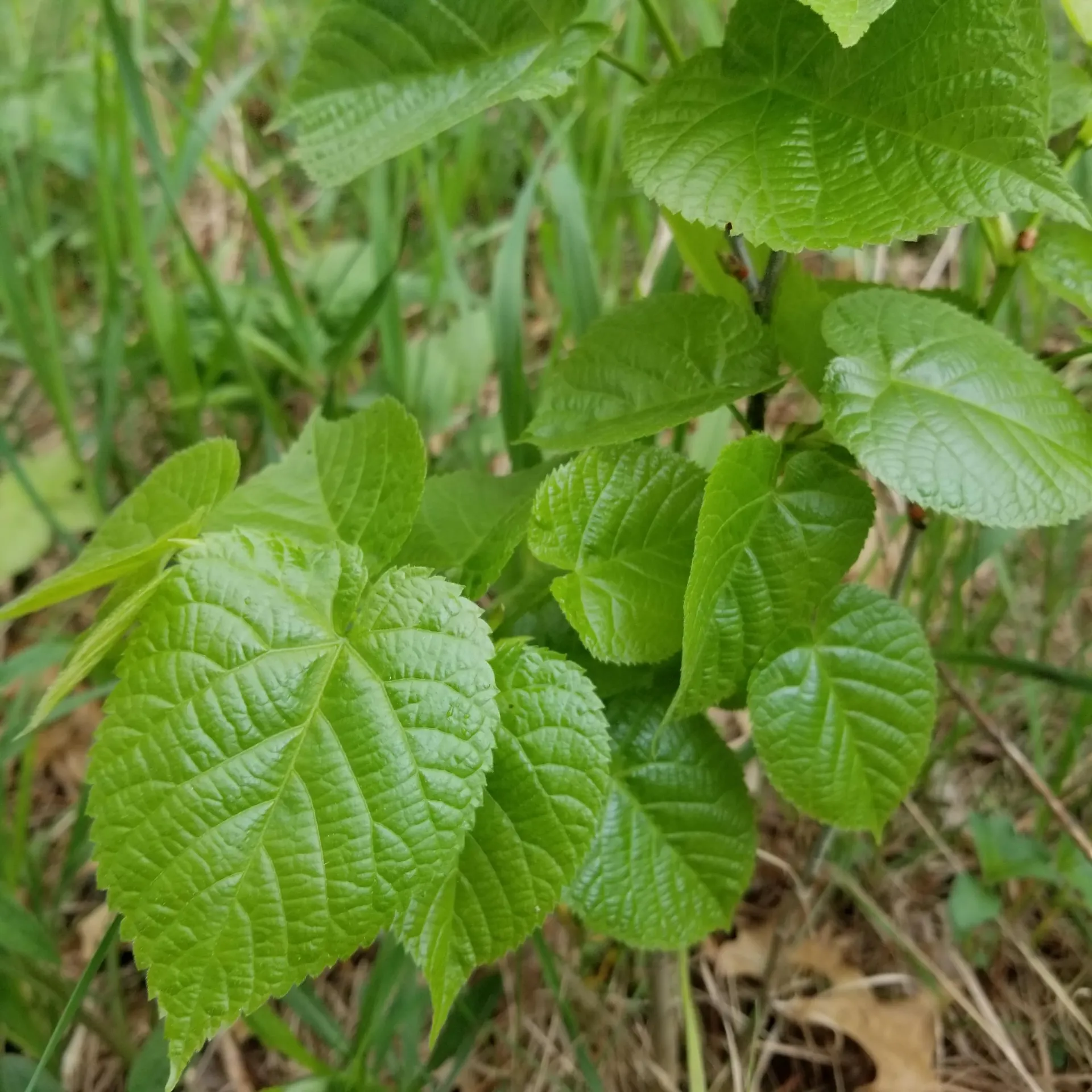 American Linden  - Basswood (Tilia americana) (Under 12")