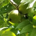Black Walnut (Juglans nigra)
