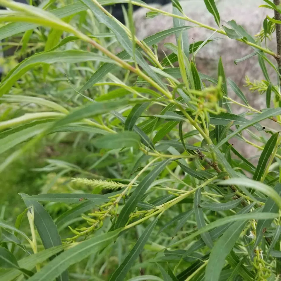 Weeping Willow (Salix babylonica) (2-3ft)