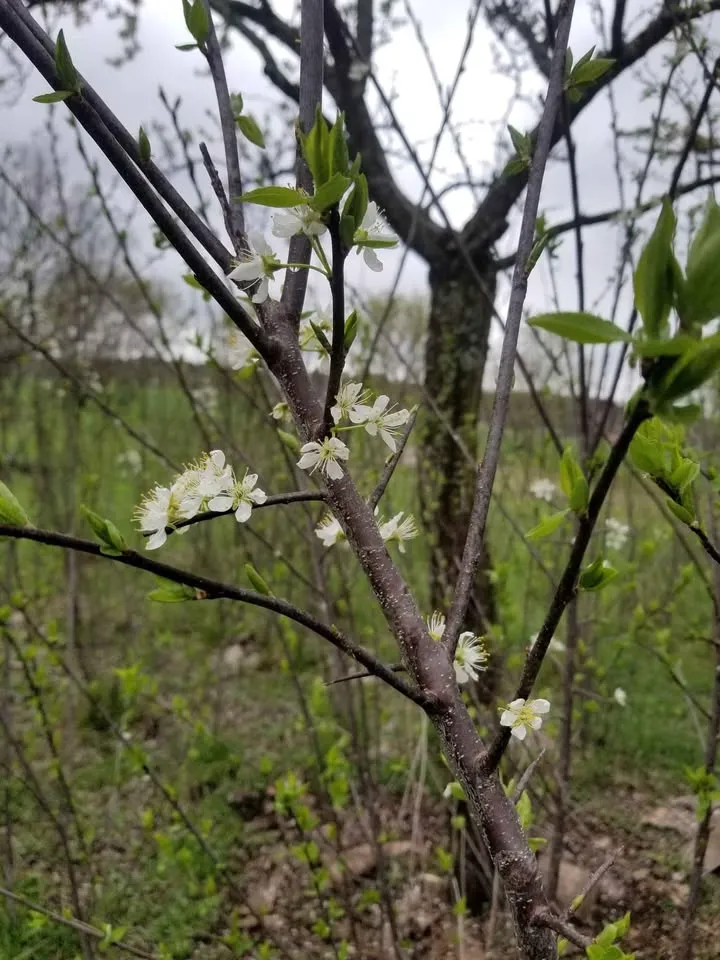 American Plum (Prunus americana) (1-2ft)