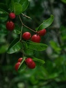 Myrobalan (Cherry) Plum