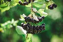 Black Chokeberry (Aronia)